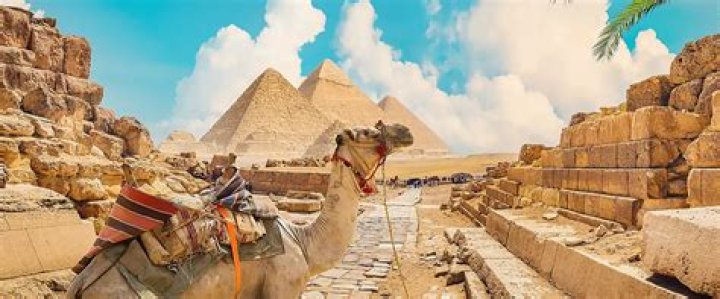 Discover The Hidden World Of Camels And Cacti: Unlocking Desert Secrets