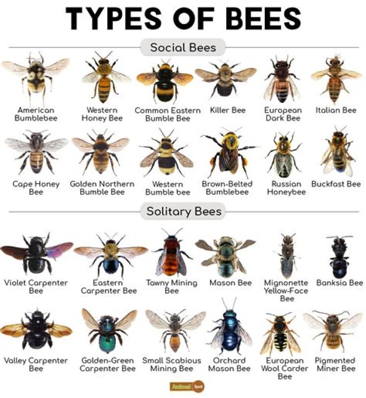What is the friendliest type of bee?